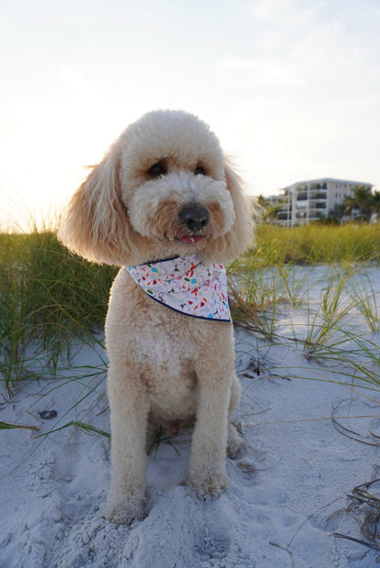 Coastal Tails